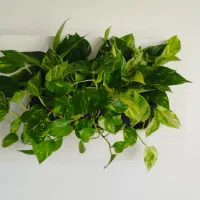 قاب دیواری پتوس