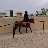 مادیون و خر ماده|اسب و تجهیزات اسبسواری|سمنان, |دیوار