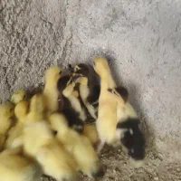 جوجه سیکا
