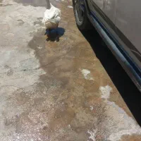 ادرک فروشی