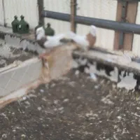 حراج کبوتر خوب تا 24 ساعت