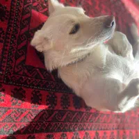 سگ گمشده‌