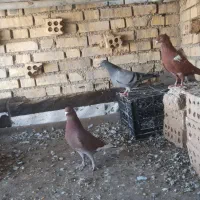 کبوتر دورگ با جوجه پلاکی