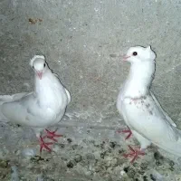 کفتر|پرنده|ماسال, |دیوار