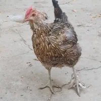 مرغ گلین|حیوانات مزرعه|اصفهان, وحید|دیوار