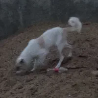 سگ گله|سگ|پاکدشت, پارچین|دیوار