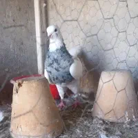 طوقی الماسی