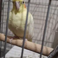 عروس هلندی یک جفت نروماده|پرنده|اصفهان, دستگرده|دیوار