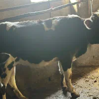 فروش گاو و گوساله وتلیسه