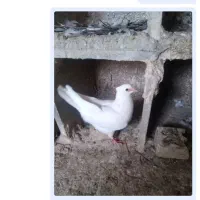 جوجه طوقی|پرنده|مبارکه, |دیوار