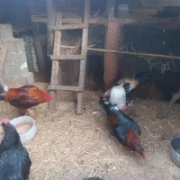 فروش خروس چاق وچله|حیوانات مزرعه|قائم‌شهر, |دیوار