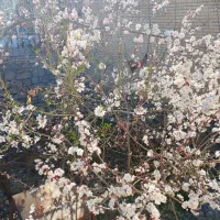 خونه باغ بسیاز زیبا ونقلی طزرجان