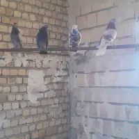 کفتر تیرماهی