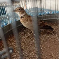 سهره خاکی نر بخون با قفس|پرنده|پاکدشت, حصار امیر|دیوار