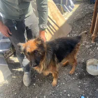 سگ ژرمن شولاین