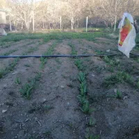 اکیپ اماده تیغ