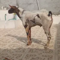 ۴تا صلاله ۲نری نقشی گل توپی ونری پچی ۲تابزصلاله|حیوانات مزرعه|بندرعباس, |دیوار