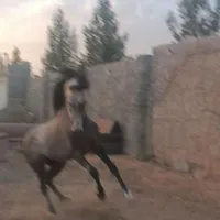 اسب درهشور