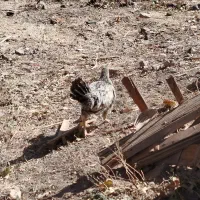 واروک|حیوانات مزرعه|دهگلان, |دیوار