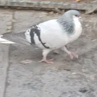 دو عدد کبوتر رنگی