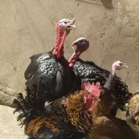 بوقلمون سنگین محلی کورنگ