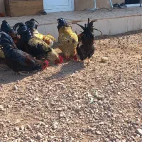 خروس رسید تعداد محدود