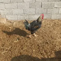 بوقلمون طبیعی وخروس طبیعی|حیوانات مزرعه|پارس‌آباد, |دیوار