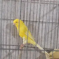 قناریه نر رسمی بلند مست|پرنده|کرج, گلشهر|دیوار
