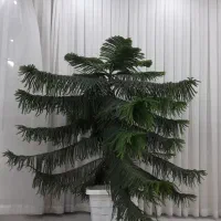 کاج مطبق
