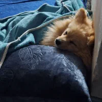 پامر عروسکی|سگ|بندرلنگه, |دیوار