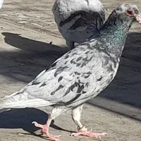 کفتر|پرنده|لنجان, |دیوار