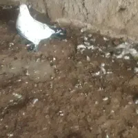 پرنده فوروشی