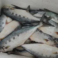 سلام انواع ماهی دریایی بوشهر رسید|ماهی|یزد, |دیوار