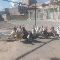 کبوتر|پرنده|کنگاور, |دیوار