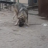 توله پژدر|سگ|چهاردانگه (تهران), |دیوار