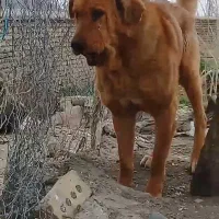 واگذاری سگ بخاطر مشکلات