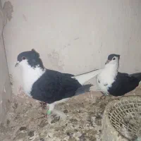 جفتگاه و پرشی  رنگه