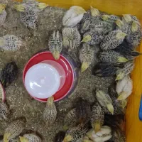 جوجه بلدرچین 10 روزه