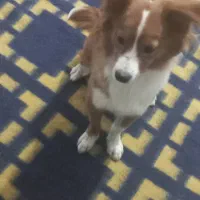 سگ پاکوتاه نر