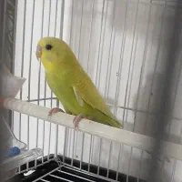 مرغ عشق جفت