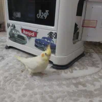 عروس هلندی|پرنده|مشهد, آزادشهر|دیوار