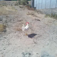 باسلام به همه شهریان لرستان