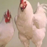 کارگر مرغداری میخوام