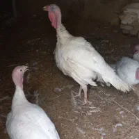 بوقلمون گوشتی محلی