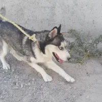 واگذاری سگ هاسکی نر|سگ|باسمنج, |دیوار