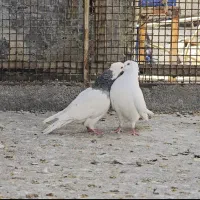 جفت کبوتر طوقی