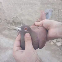 کبوتر نر سرخ