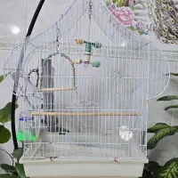 قفس عروس هلندی و پرنده زینتی به همراه پایه