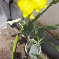 گل کاک توس یا زبان مادر شوهر