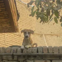 سگ نژاد جک راسل